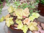 Creme Brulee Heuchera and Diamond Frost Euphorbia