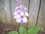 Hosta bloom