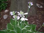 "Francee" Hosta bloom