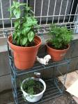Basil,Parsley and Common thyme
