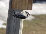 Downy Woodpecker