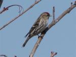 Common Redpoll