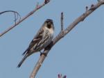 Common Redpoll