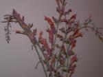 blooms of Sunset Hyssop