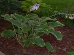 another beloved Hosta