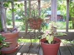 Ivy in the Turkey planter, Caladiums