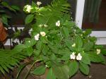 Yellow Impatiens, Diamond Frost Euphorbia,Ferns, and Sweet Potato Vine