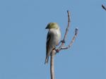 American Goldfinch