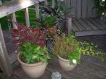 Coleus containers growing and filling in