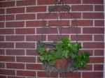 Ivy planter on the wall