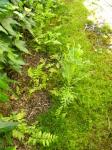 Lots of baby ferns of all kinds...a weed is a plant growing where its not wanted