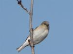 American Goldfinch