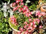 pot of lewisia and sedums