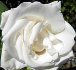 a very old white rose