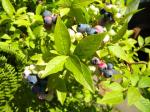 bountiful blueberries