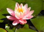 pink hardy water lily