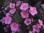 Pink Potentilla