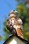 Red-tailed Hawk