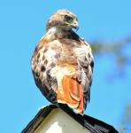 "Big Bird" on the roof