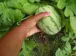 Watermelons are getting bigger