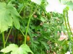 Tomatoes are finally turning red.