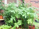 Okra and Tomatoes