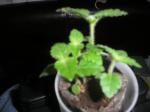 lantana seedlings 