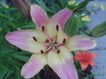 Corrida asiatic lily