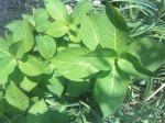 Tree Or Shrub Lg, Rounded Tapered Leaves