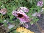 Pink Delight buddleia and butterfly