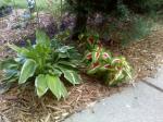 hosta and coleus