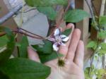 little clematis bloom