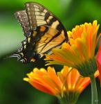 swallowtail & gerbera daisy