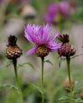 Greater Knapweed - Centaurea scabiosa