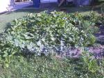 Pumpkin and Cucumber plants