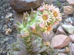 my Hen and Chicks has bloomed!