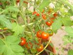 cherry tomatoes