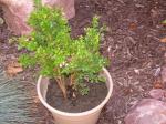 Green Velvet Boxwood