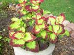 Coleus 