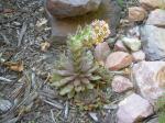 Hen and Chicks in bloom