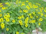 Rudbeckia in bloom