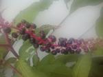 blueberry?
