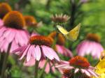 Clouded sulphur