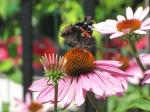 Red Admiral