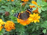 Red Admiral