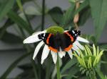 Red Admiral