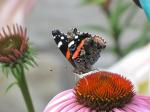 Red Admiral