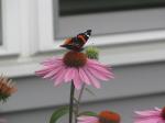 Red Admiral