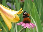 Red Admiral