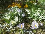 Crocus and snowdrops